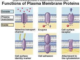 2.4.3 Proteins perform most membrane functions Transporters of substances across the membrane Receptors of chemical