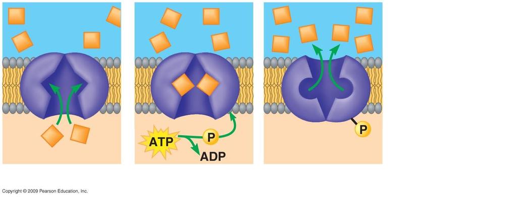 Transport protein Solute Protein changes shape