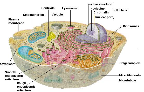 Animal cell Plasma membrane