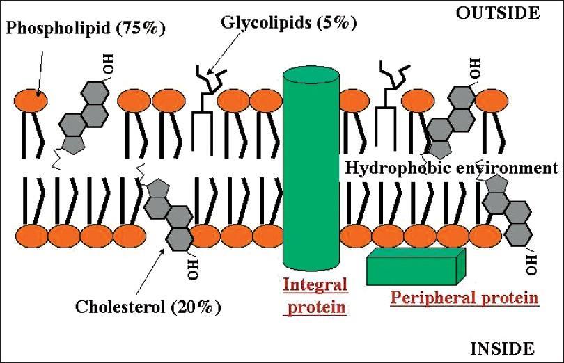 THE LIPID BILAYER o Amphipathic Polar head and non- polar tails o Cholesterol molecules are weakly amphipathic and are interspersed