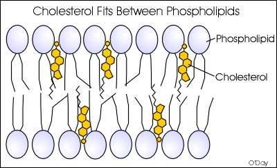 o Comprises 20% of cell membrane lipids Cholesterol o Interspersed among the other