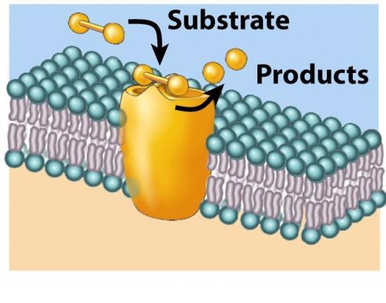 o Linker FUNCTIONS OF MEMBRANE anchors intracellular and extracellular filaments to the cell membrane and allow cell movement, cell shape & structure