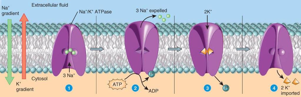 PRIMARY ACTIVE TRANSPORT Definition: energy derived from ATP changes the shape of a transporter protein, which pumps a substance across a plasma membrane against its concentration gradient. e.g. Na+/K+ pump (also called Na+/K+ ATPase why?