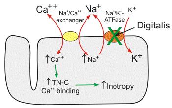 Relevance Digitalis Using the diagram above, explain what is the outcome of the use of digitalis (inhibits Na + /K + ATPase) on intracellular calcium levels