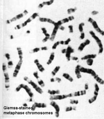 DNA in EUKARYOTES (Plants & Animals) DNA is ROD-SHAPED CHROMOSOMES
