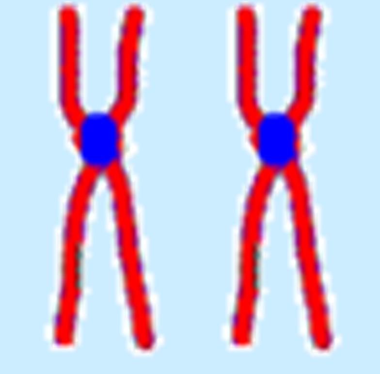 Chromosome structure CHROMATIDS 2 identical arms CENTROMERE constricted area holds
