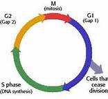 CELL CYCLE = series of events that