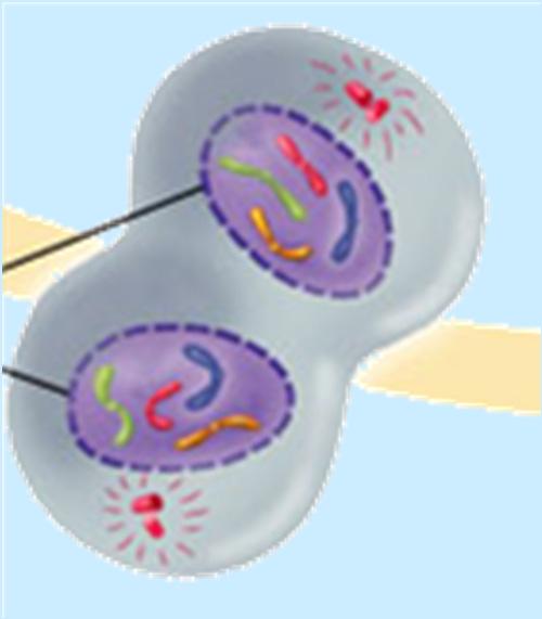 TELOPHASE (reverse prophase steps) See two nuclei Nuclear membrane &