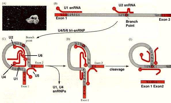 RNA Splicing 5 splicing site 3 splicing site Branch site : important role in splicing 5 splicing site and branch