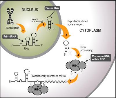 Pre-miRNA 1) Transcription 2) Export to cytoplasm 3) Processing RISC 3) Associate with RISC 4) Bind