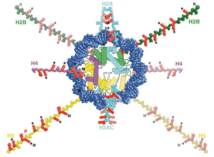 Transcriptional control in Eukaryotes: Nucleosome : Basic unit of chromatin :DNA+ 8 Histones Histone