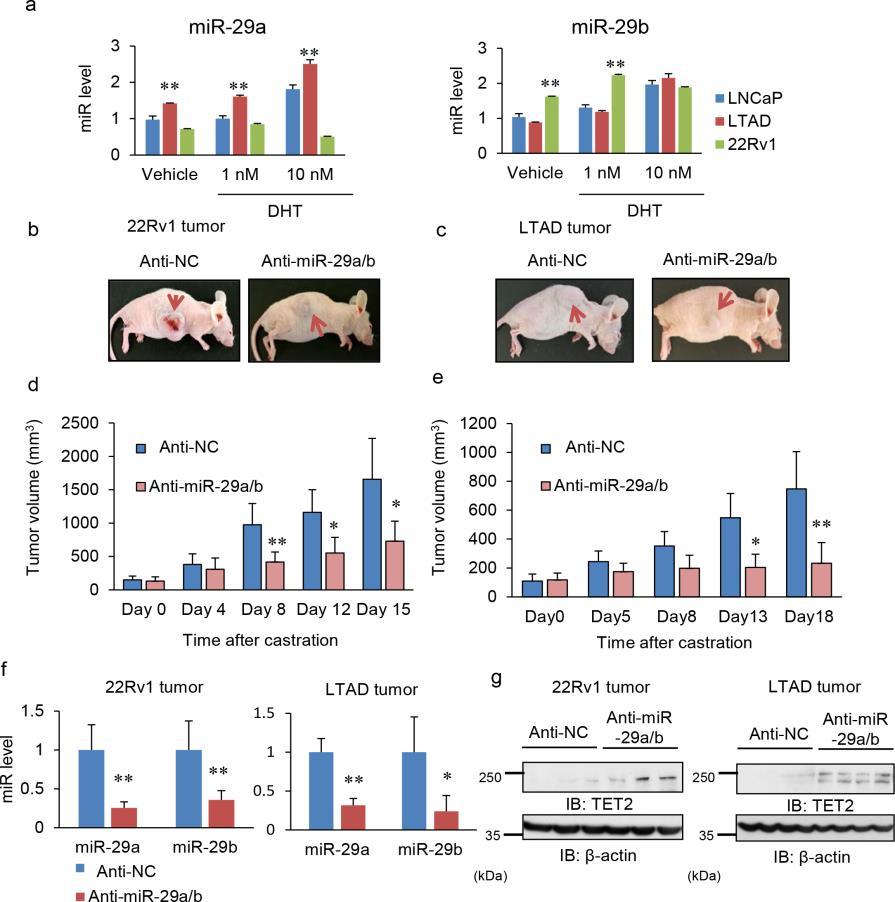 Supplementary Figure 14. Inhibition of tumor growth in castration-resistant prostate cancer xenograft models by repression of mir-29a/b.