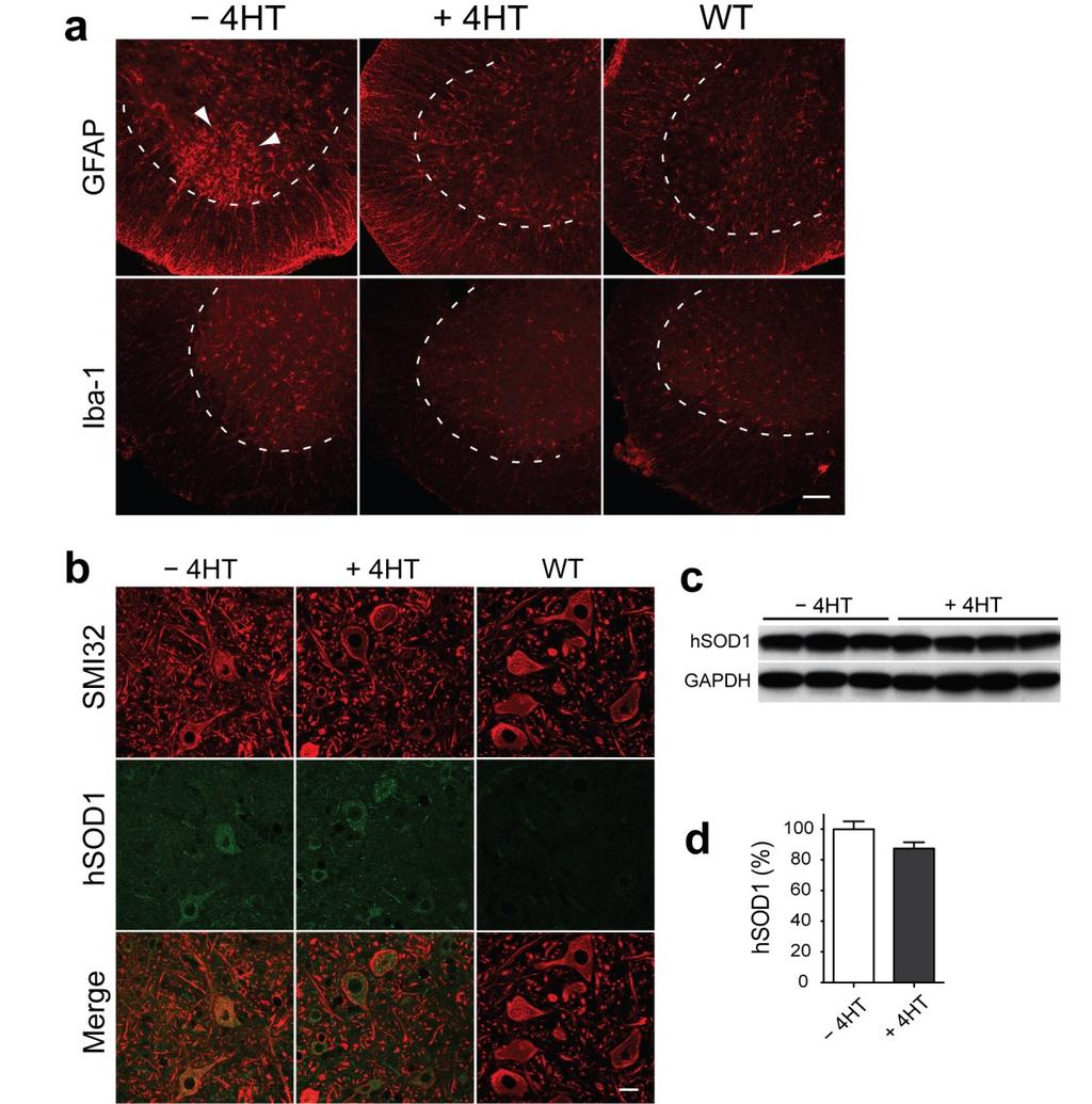 Supplementary Fig. 9 Excision of SOD1 (G37R) from NG2 + cells reduced gliosis. (a) Delayed gliosis at normal age of disease onset after SOD1 (G37R) deletion in oligodendroglia.