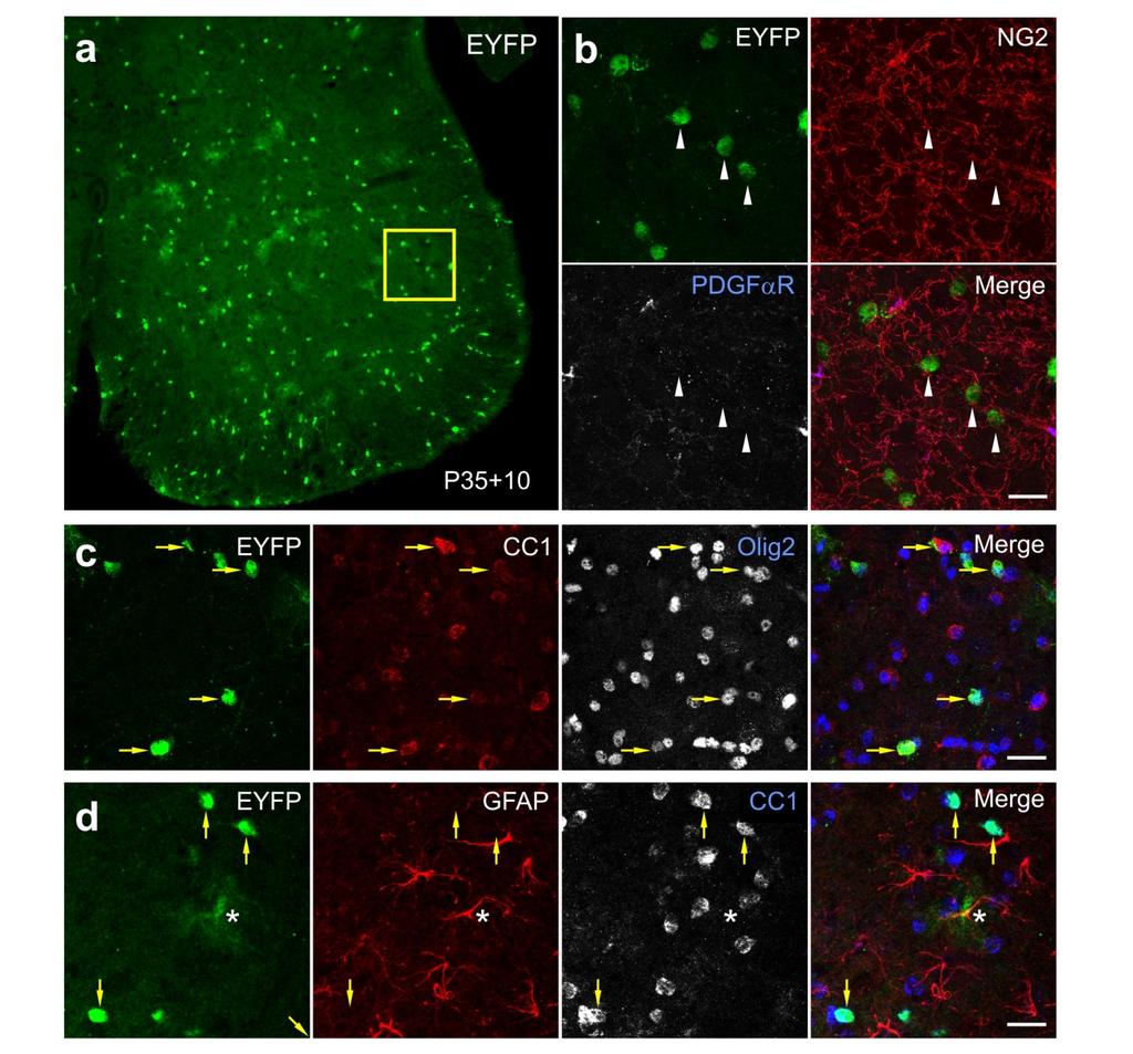 Supplementary Fig. 2 Genetic labeling of spinal cord oligodendrocytes.