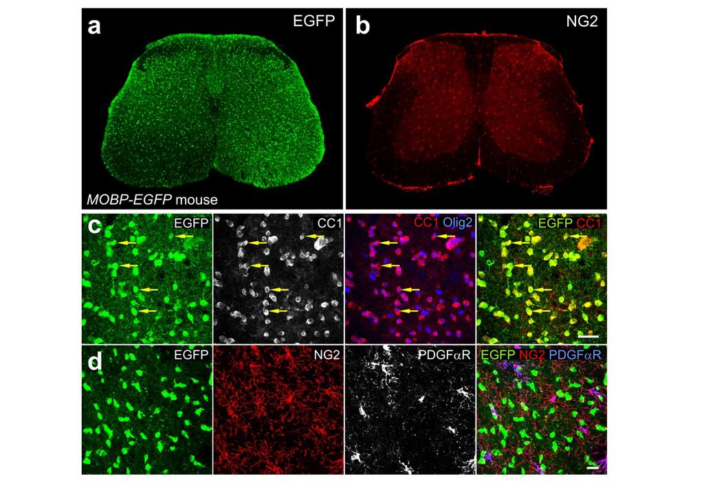 Supplementary Fig. 3 Oligodendrocyte-specific expression of EGFP in Mobp-EGFP mice. (a,b) Fluorescence images of spinal cord from an adult Mobp-EGFP mouse (P70) immunostained for EGFP (a) and NG2 (b).