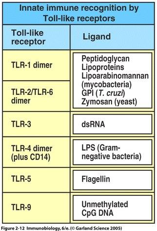 A conserved theme: Different Toll-like receptors