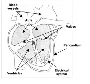 7 Myocardial Infarction 4.9 Atherosclerosis 10.2 Pericardial Disease 6.3 Valvular disease 4.