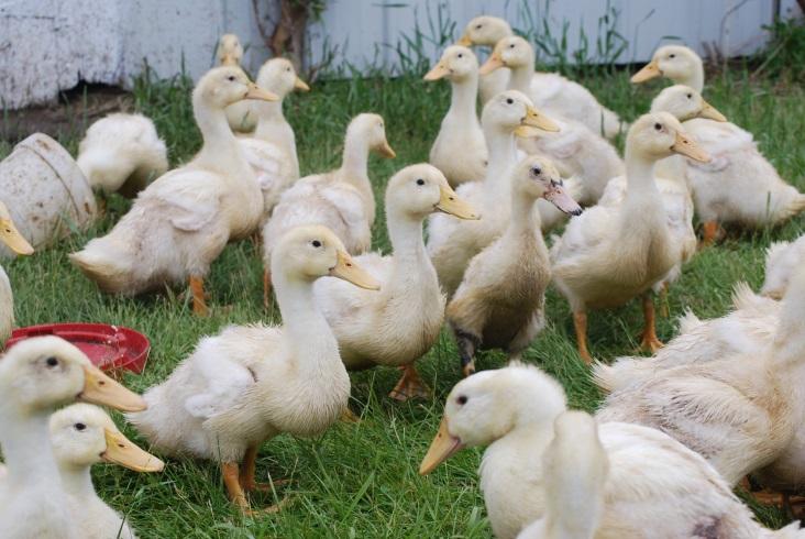 Transmission in Poultry In an infected flock, virus can spread in multiple ways Fecal-oral Aerosol Fomites Mechanical vectors