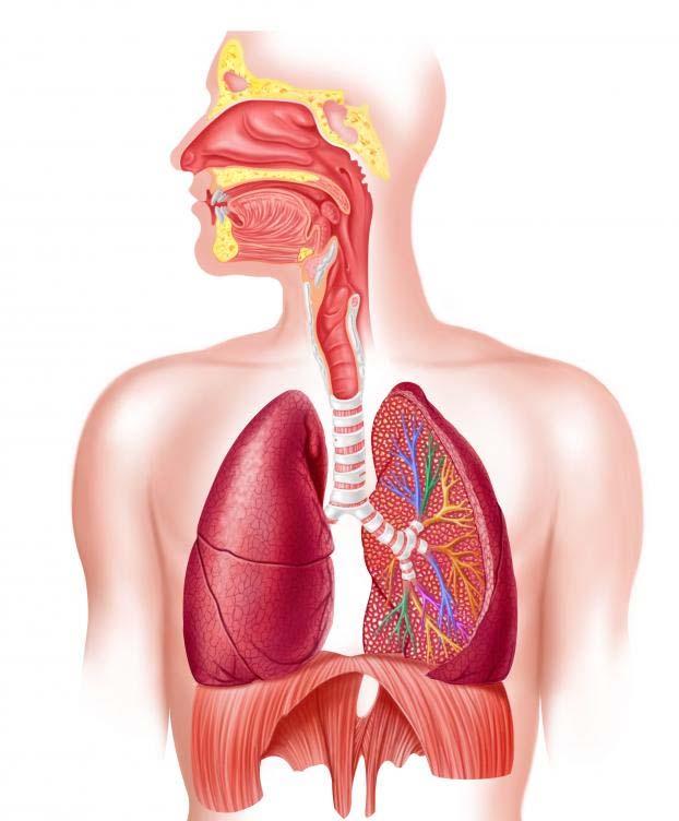 p 6. Complete the diagram with the following terms: A. alveolus B. bronchiole (x2) C. bronchus D. diaphragm E. epiglottis F. larynx G. lobule H. lung I. nasal cavity J. nostril K. pharynx L.