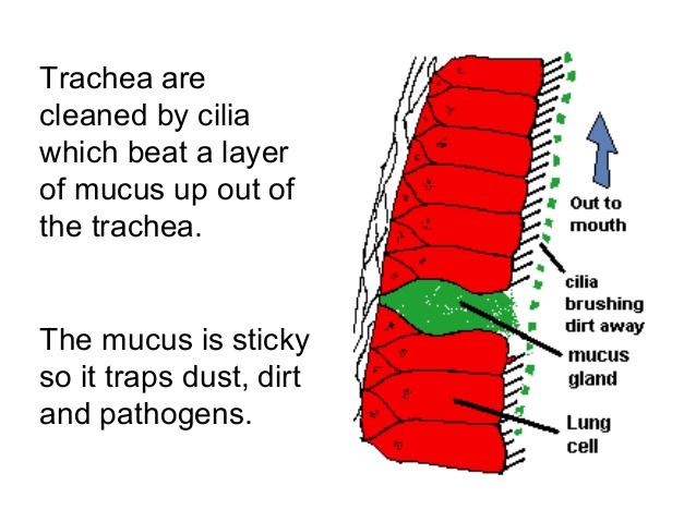 Where would you find cilia and/or mucus