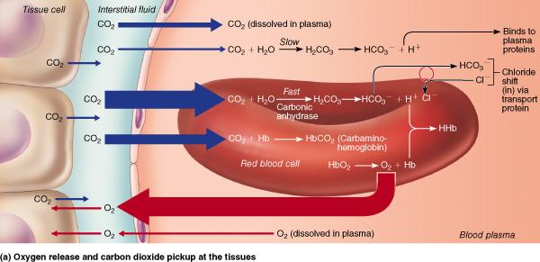 6. What is the role CO 2 and H + ions play in breathing?