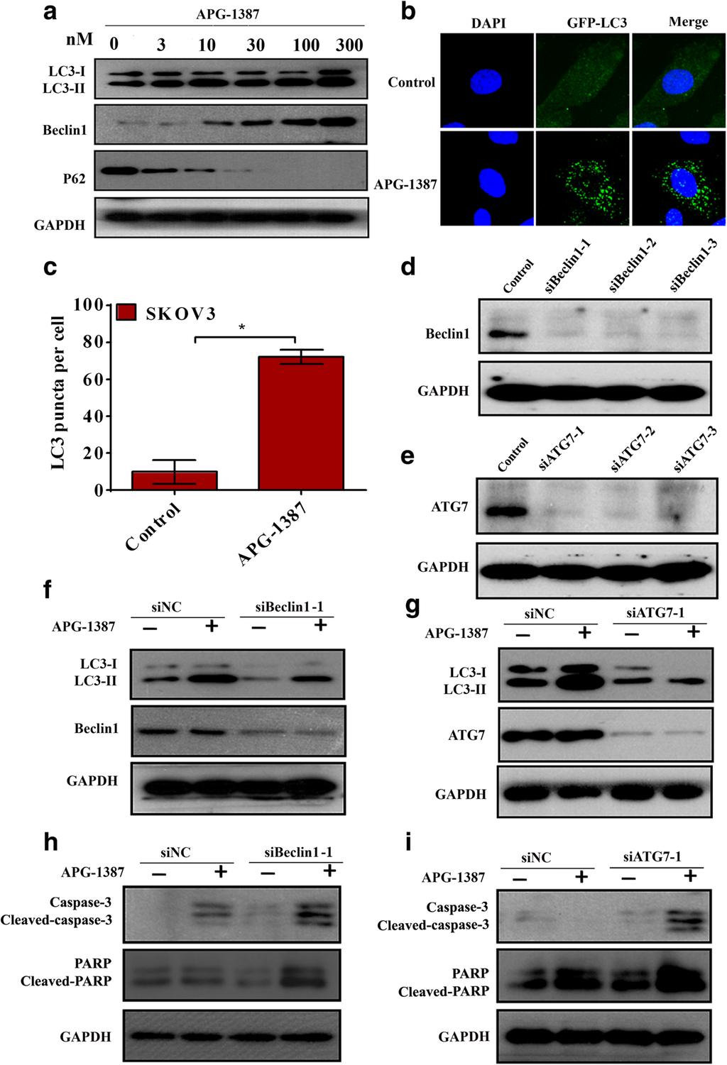 Li et al. Journal of Experimental & Clinical Cancer Research (2018) 37:108 Page 5 of 6 Fig. 6 APG-1387 induces autophagy in ovarian cancer cells.