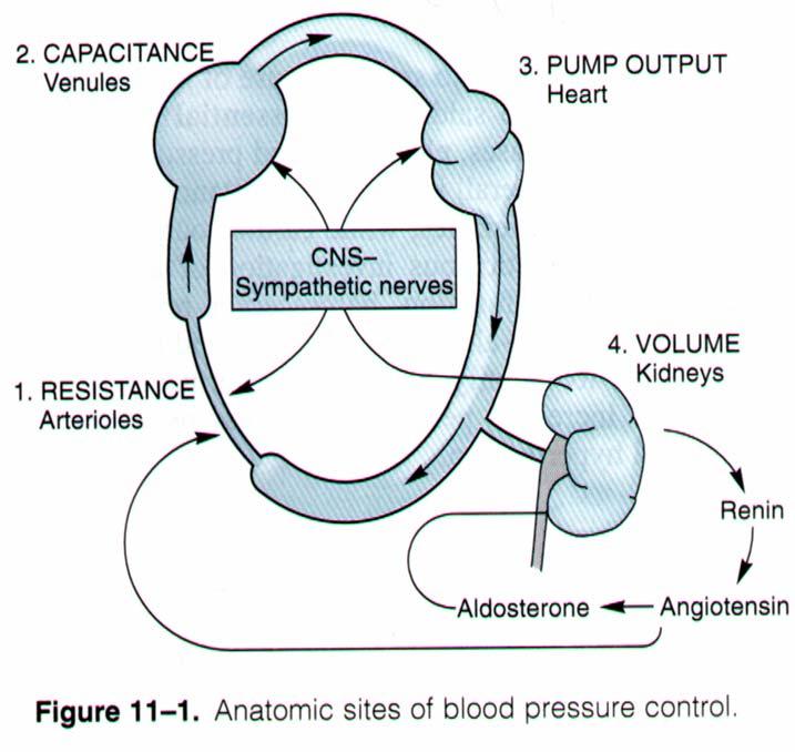 Anatomic sites of blood pressure control Arterioles (resistance) Venules (capacitance) Heart (pump output) Kidneys (volume).