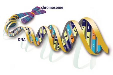 DNA and Chromosomes DNA forms long strands called chromosomes Chromosomes contain the genetic