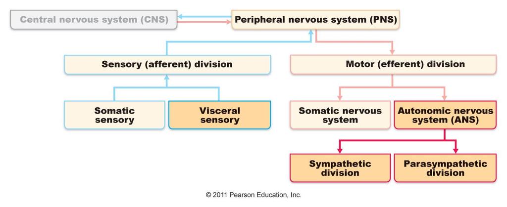 motor division of the PNS The Autonomic Nervous System and Visceral Sensory Neurons Comparison of Autonomic and Somatic Motor Systems Somatic motor system One motor neuron extends from the CNS to