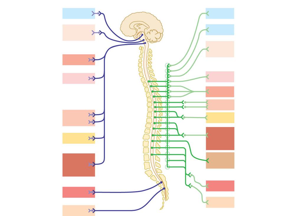 Divisions of the Autonomic Nervous System Divisions of the Autonomic Nervous System and parasympathetic divisions Chains of two motor neurons Innervate mostly the same structures Cause opposite