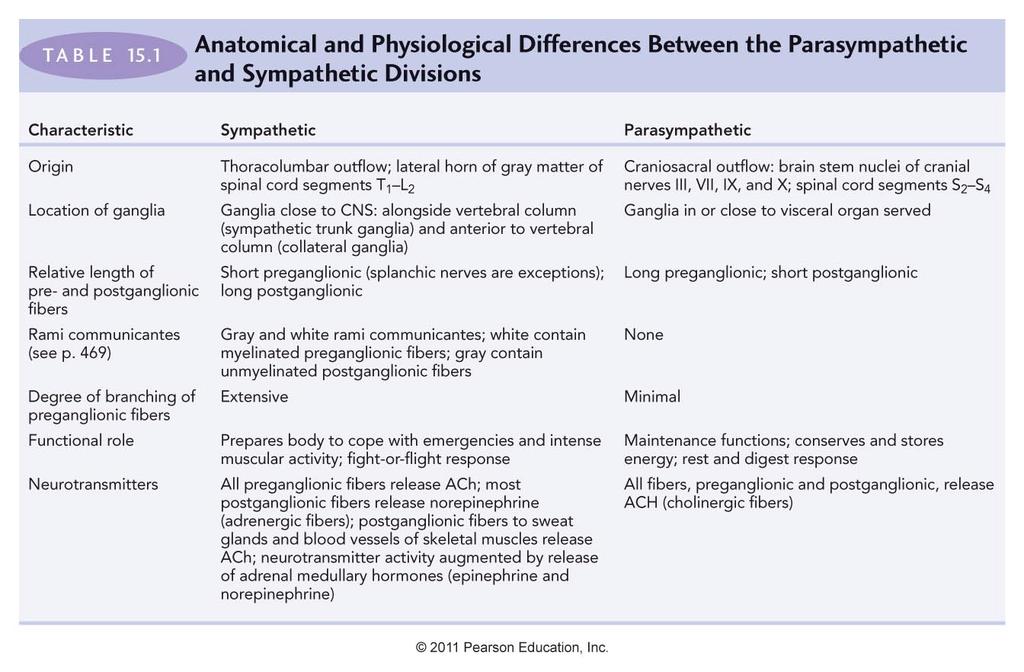 CN Preic Postic Cranial nerve Anatomical Differences in and Parasympathetic Divisions 4.