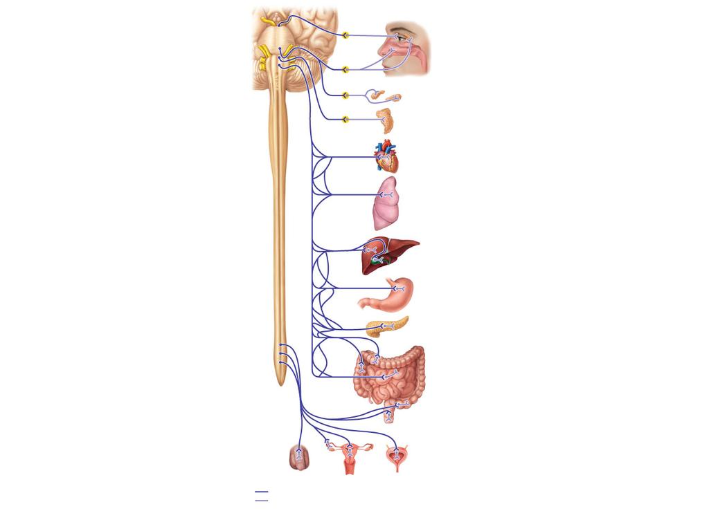 The Parasympathetic Division The Parasympathetic Division Cranial outflow Comes from the brain Innervates organs of the head, neck, thorax, and abdomen Sacral outflow Innervation supplies remaining
