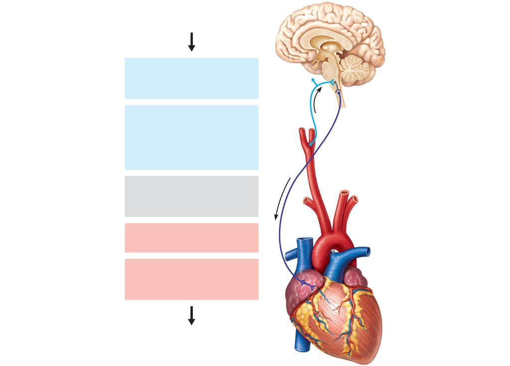 stimulated. 2 Sensory impulses are carried on visceral sensory fibers in the glossopharyngeal (CN IX). 3 Integration occurs in cardiac center of medulla oblongata.