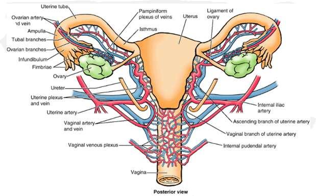 Blood supply of the vagina Arterial supply: Upper 2/3 :by vaginal artery and branches of uterine artery