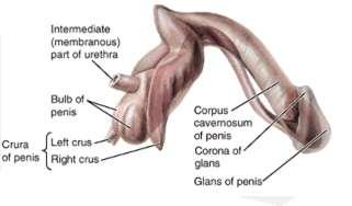 Formed by the expansion of the corpus spongiosum distally to