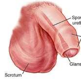 The Scrotum This is a pouch of skin that holds the testes.