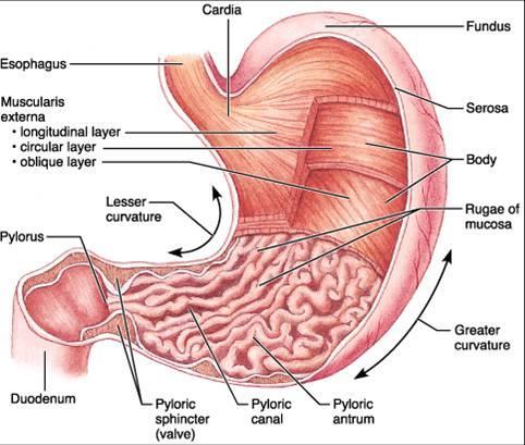 The lesser curvature: extending between the cardiac and pyloric orifices. It forms the right or posterior border of the stomach.