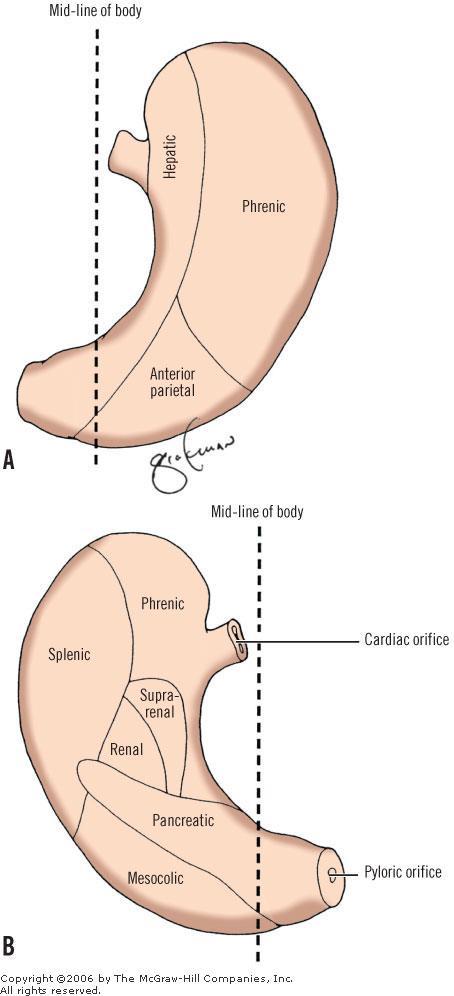 Postero-inferior Surface: It is in relation with the diaphragm, the spleen, the left suprarenal gland, the upper part of the front of the left kidney, the
