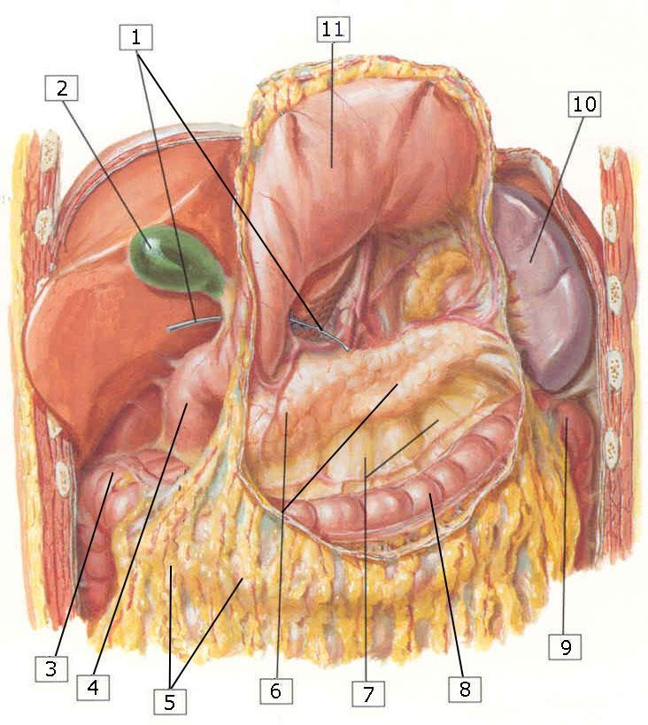 The stomach bed refers to the structures upon which the stomach rests.