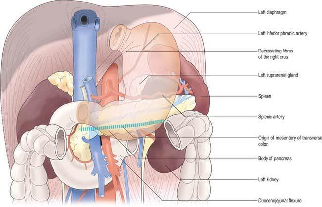 CONTENTS OF STOMACH BED Structures forming bed of stomach: Pancreas