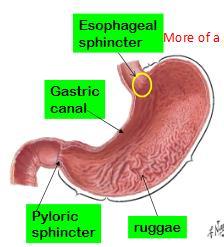 INTERIOR OF THE STOMACH The smooth surface of gastric mucosa is radish brown during life, except at the pyloric part, were it is pink.