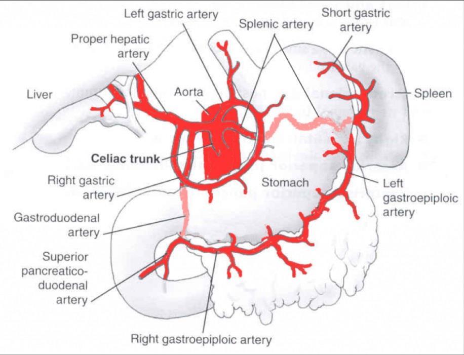 The arteries supplying the stomach are: BLOOD SUPPLY The left gastric (from celiac trunk) The right gastric (from common