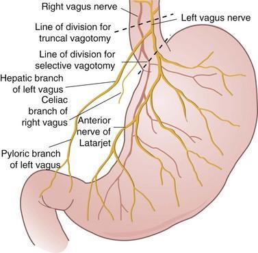 NERVE SUPPLY Parasympathetic inervation: The nerves are the terminal branches of the right and left