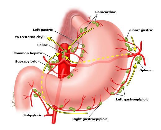 LYMPHATIC DRAINAGE The gastric lymphatic vessels travel with the arteries along the greater and lesser
