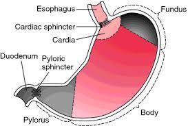PARTS OF STOMACH The stomach is divided into four regions: Cardia: surrounding area of the esophageal (cardiac) sphincter.