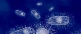 Shigellosis The genus Shigella has 4 species, including Shigella sonnei Bacterial disease that causes diarrhea (often bloody), fever, stomach cramping, vomiting Incubation period: usually 1-3 days,