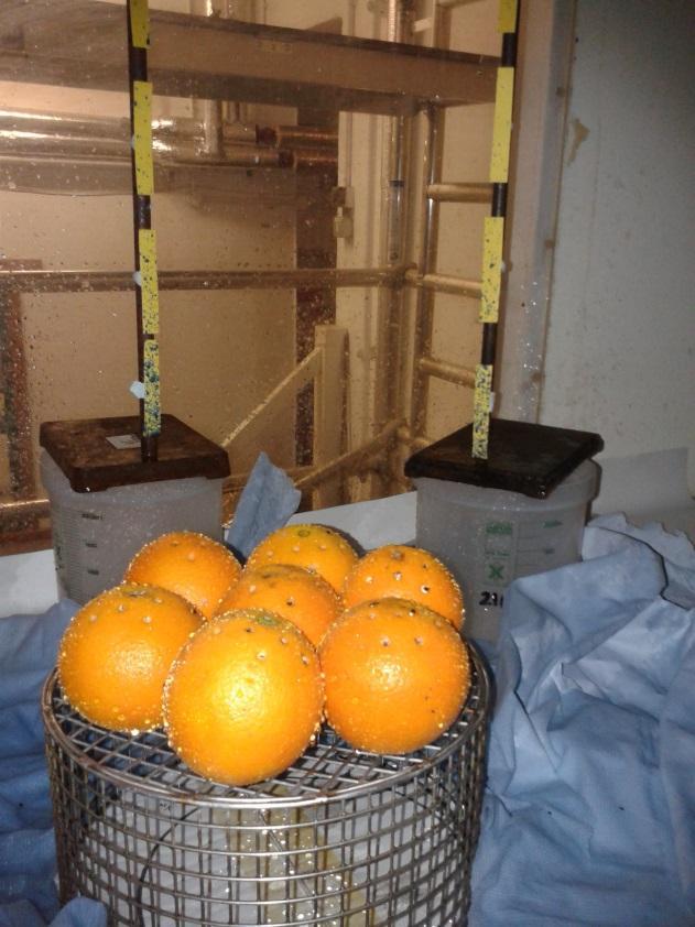 Figure 7: Multiple rain splash experiment in Rothamsted Rain Tower; batch of infected oranges on metal cage and surrounded by tissue to soak up excess splashes P. citricarpa spore suspension 3.