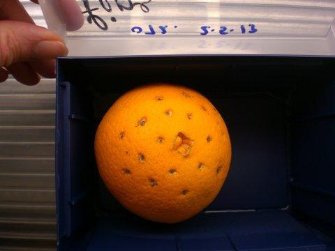 Incubation of oranges in