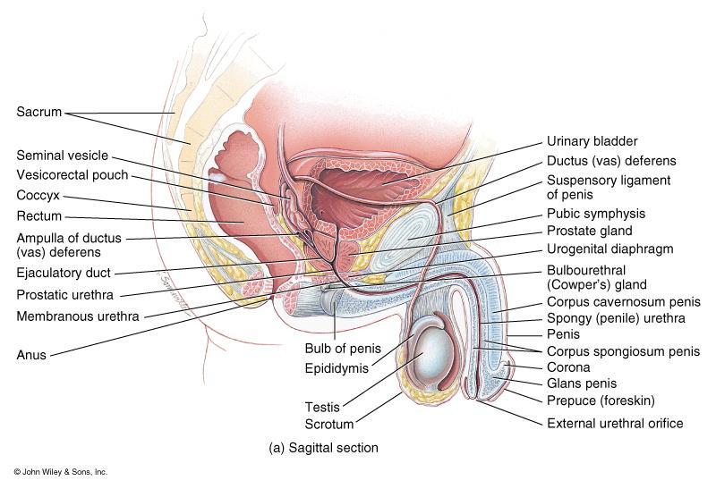 General Anatomy of the