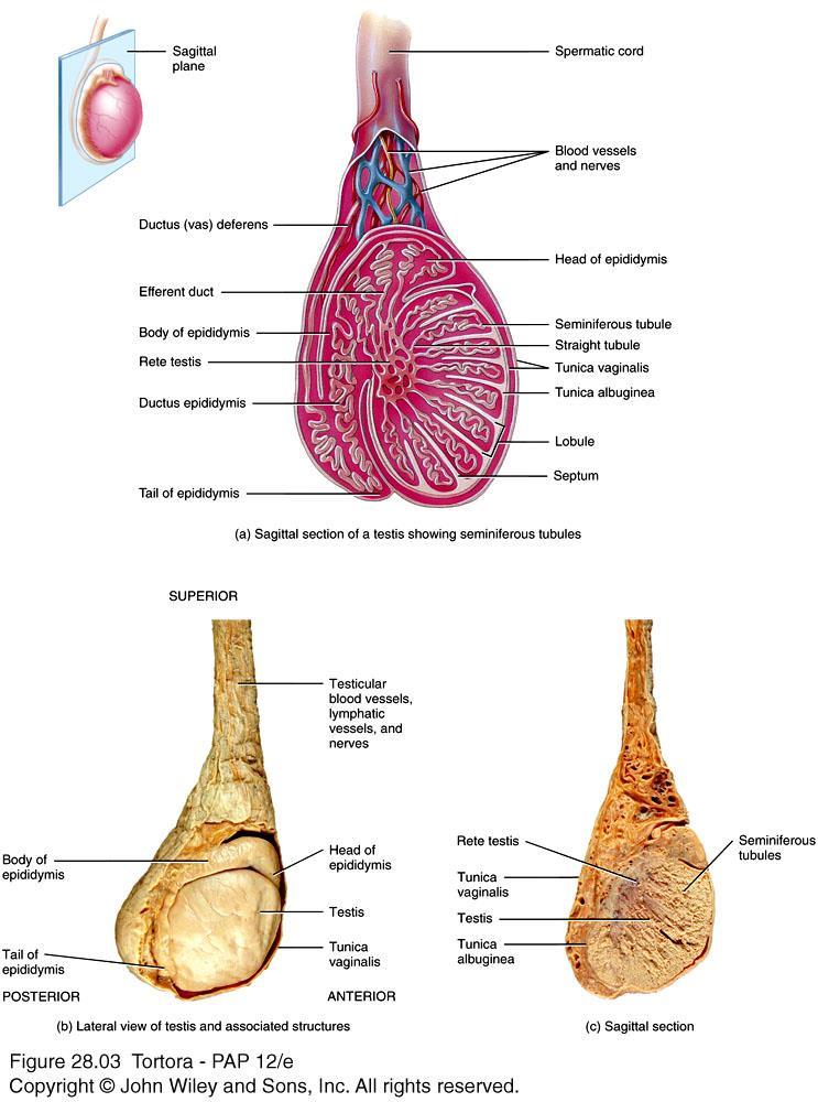 Internal and external anatomy of a